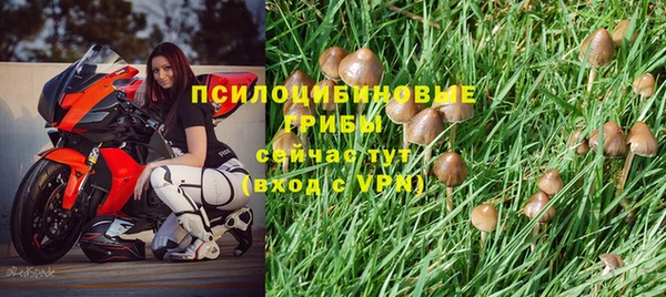 стаф Осинники